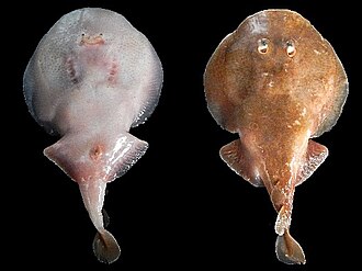 ภาพ ปลา brunnea (Narcine brunnea)