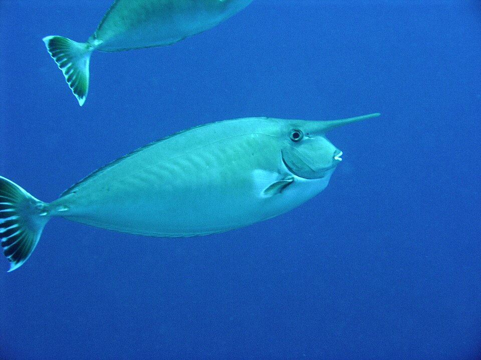 ภาพ ปลายูนิคอร์นเขาสั้น (Naso annulatus)