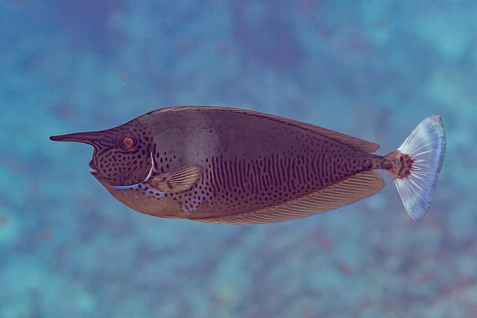 ภาพ ปลาขี้ตังเบ็ดจมูกยาว (Naso brevirostris)