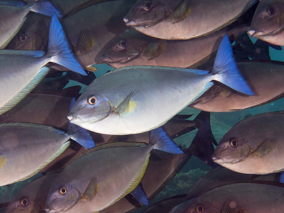 ภาพ ปลาขี้ตังเบ็ดจมูกยาวน้ำเงิน (Naso caeruleacauda)