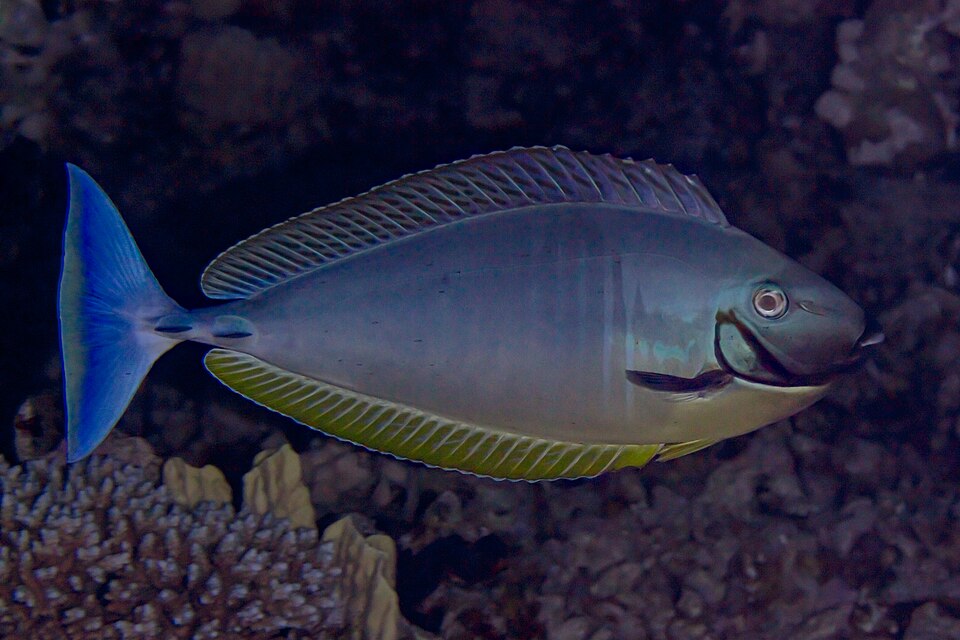 ภาพ ปลาขี้ตังเบ็ดจมูกยาวดำ (Naso hexacanthus)