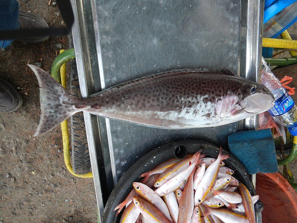 ภาพ ปลาขี้ตังเบ็ดจมูกยาว lopezi (Naso lopezi)