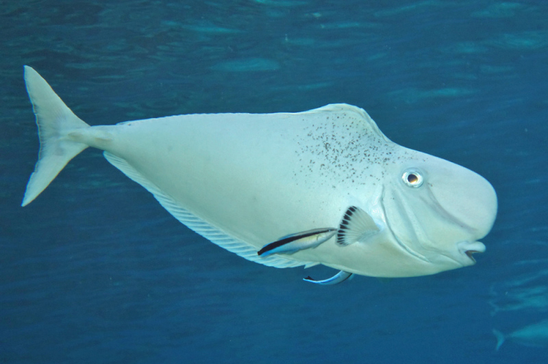 ภาพ ปลาขี้ตังเบ็ดจมูกยาว tonganus (Naso tonganus)