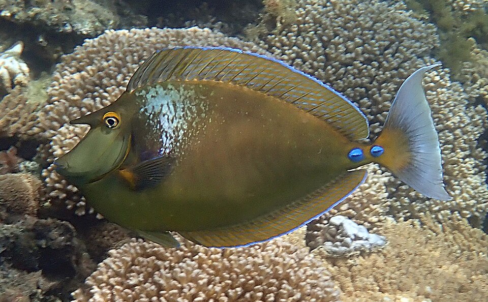 ภาพ ปลาขี้ตังเบ็ดเขาเดียว (Naso unicornis)