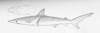 ภาพ ปลา velox (Nasolamia velox)