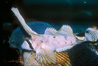 ภาพ ปลา oculofasciatus (Nautichthys oculofasciatus)