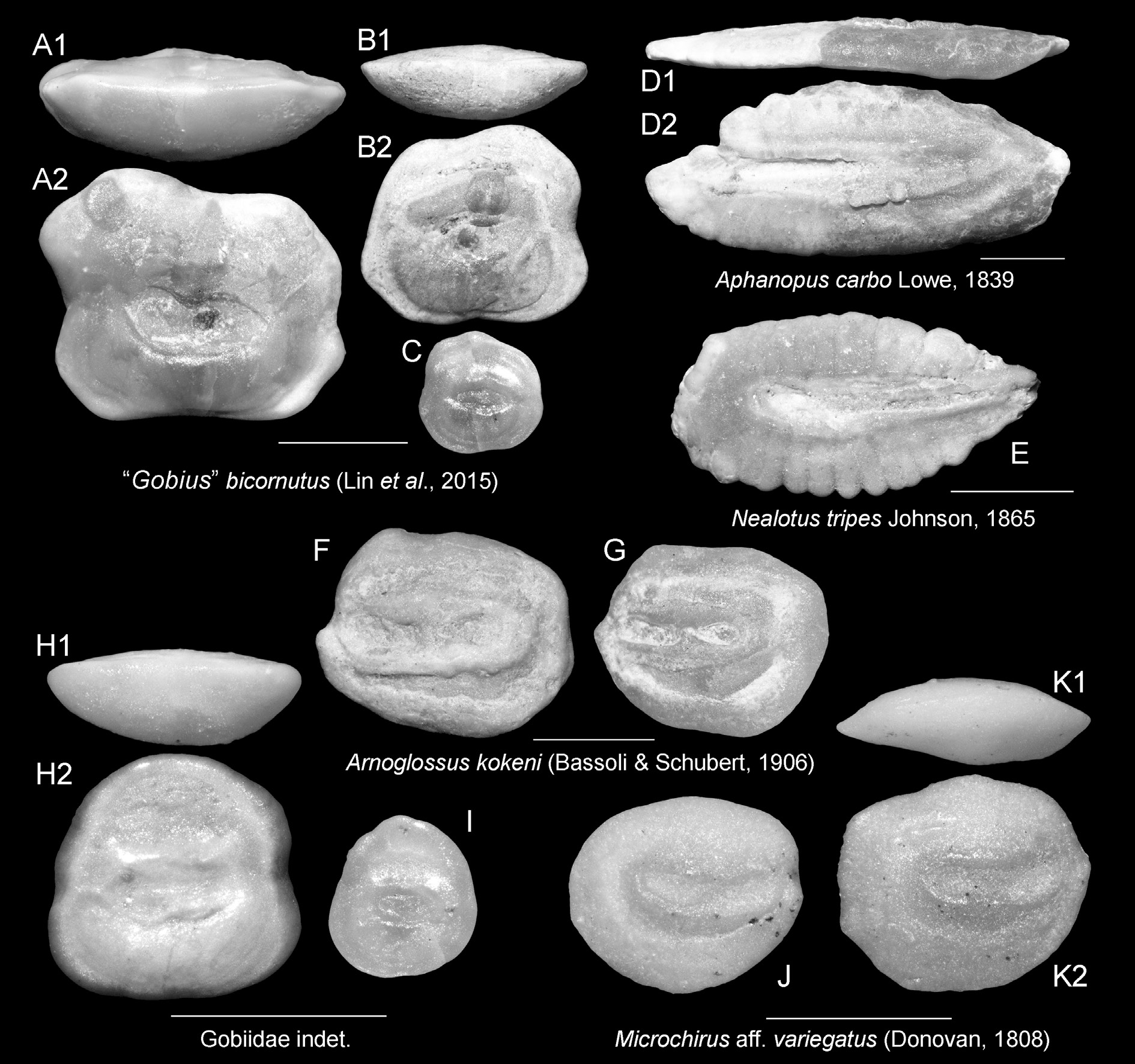ภาพ ปลา tripes (Nealotus tripes)