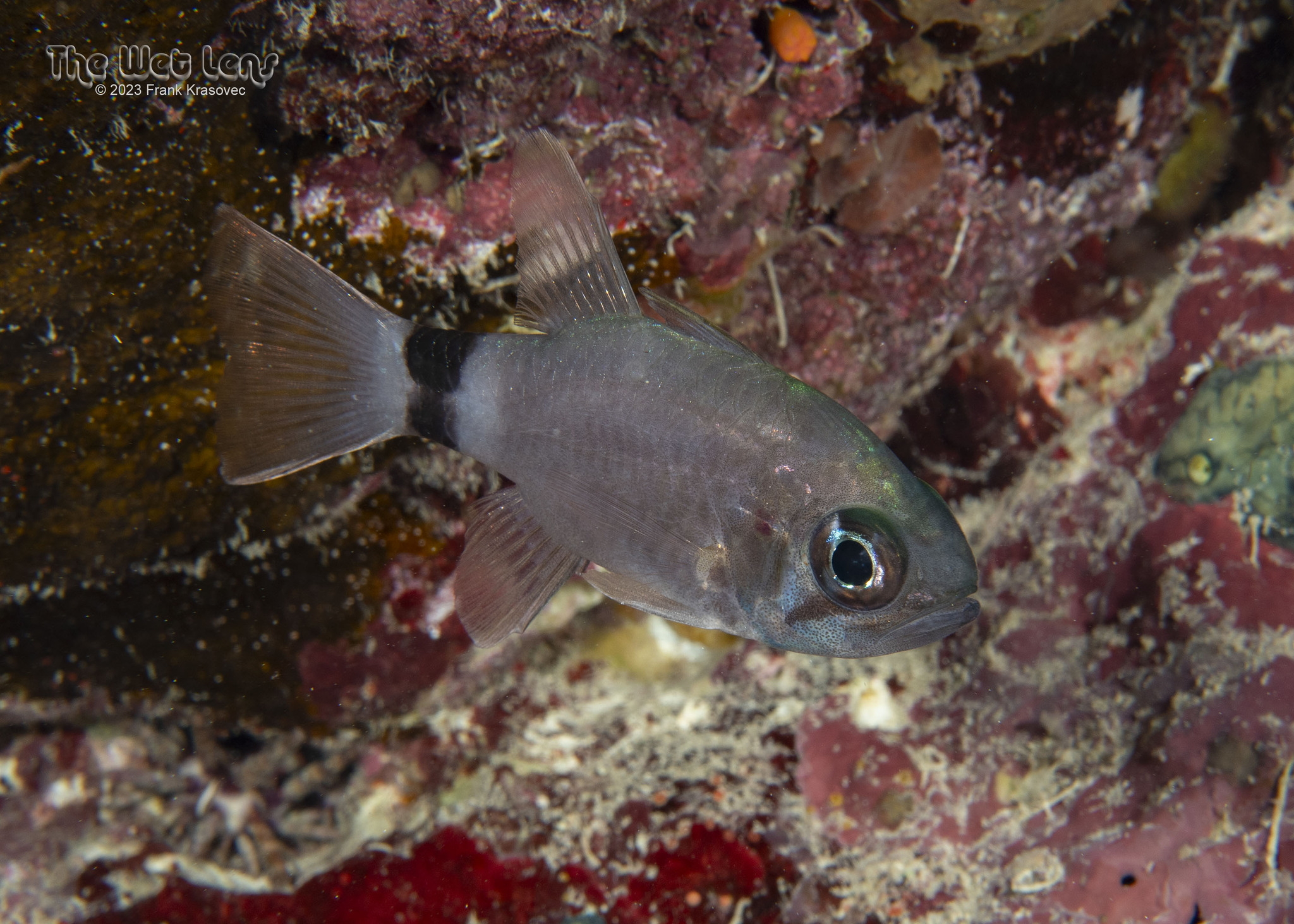 ภาพ ปลาอมไข่ annularis (Nectamia annularis)