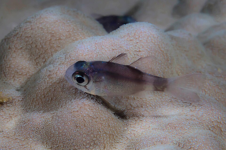 ภาพ ปลาอมไข่คล้ำ (Nectamia fusca)