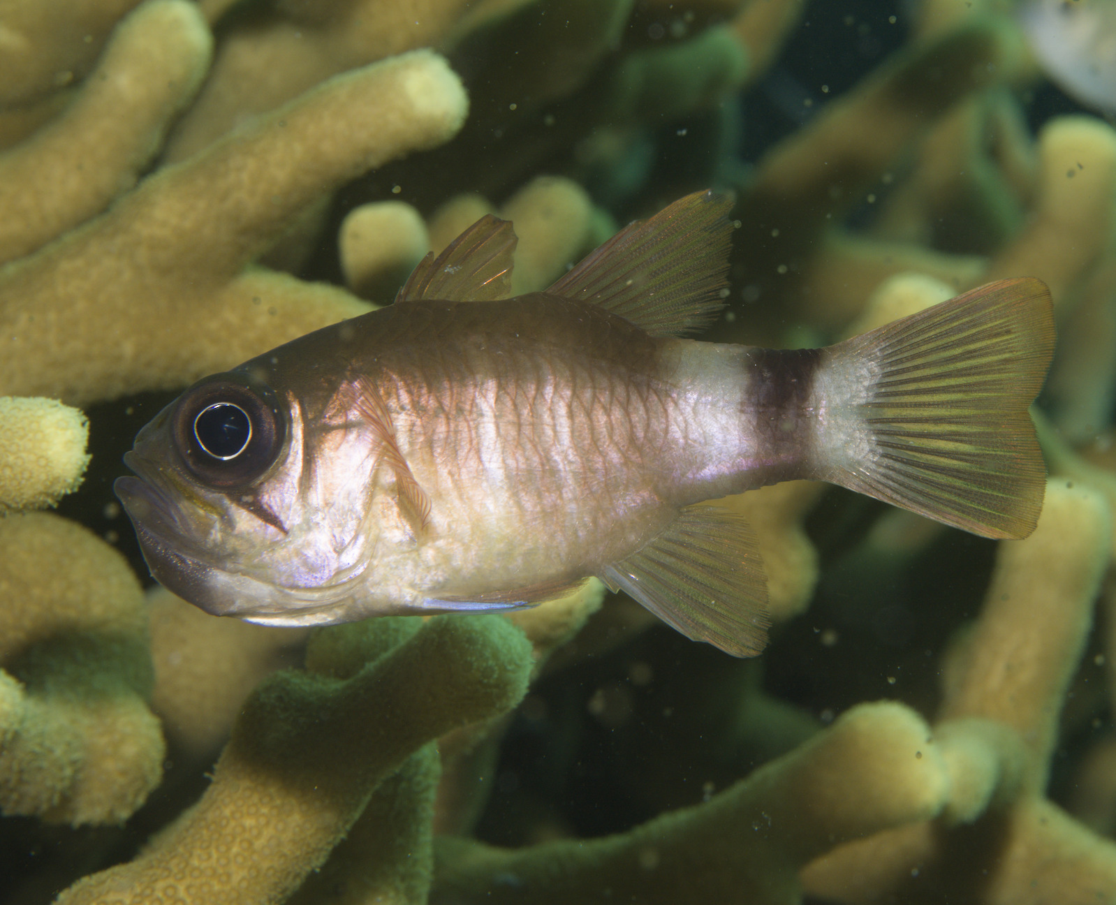 ภาพ ปลาอมไข่ viria (Nectamia viria)