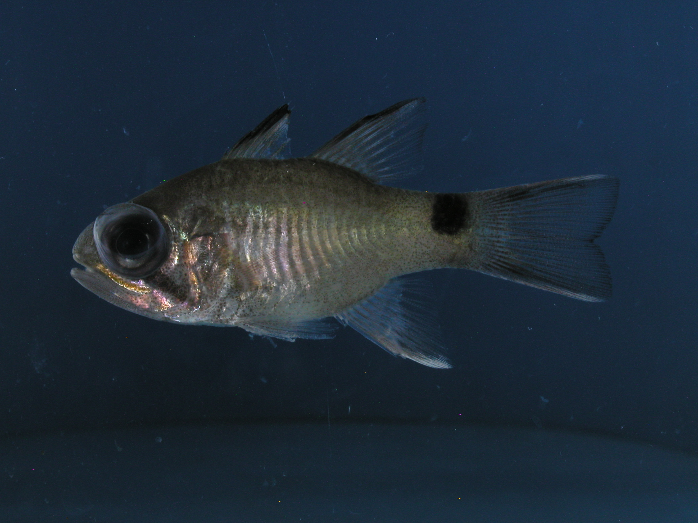 ภาพ ปลาอมไข่ zebrinus (Nectamia zebrinus)