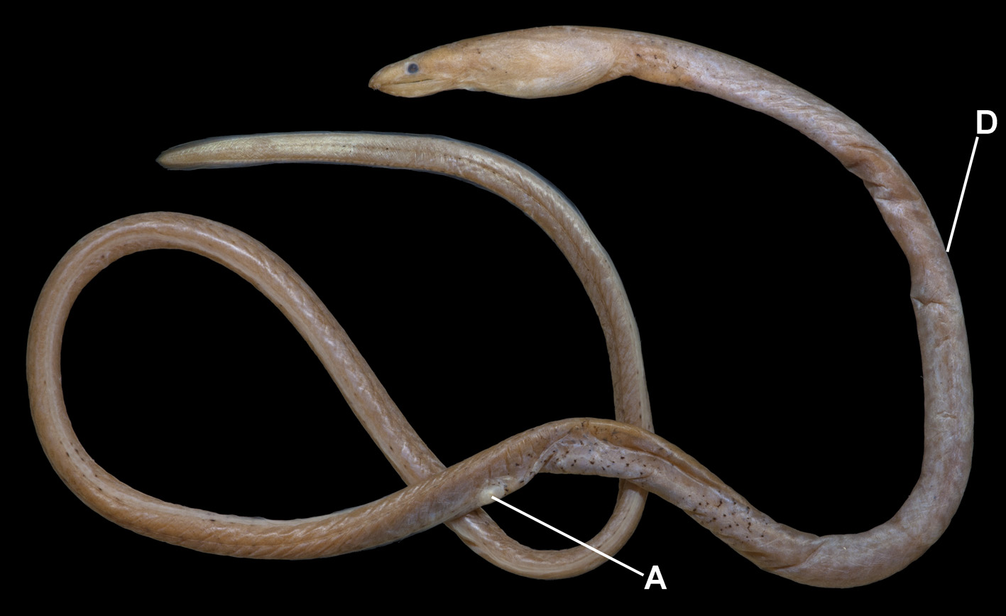 ภาพ ปลา andamanensis (Neenchelys andamanensis)