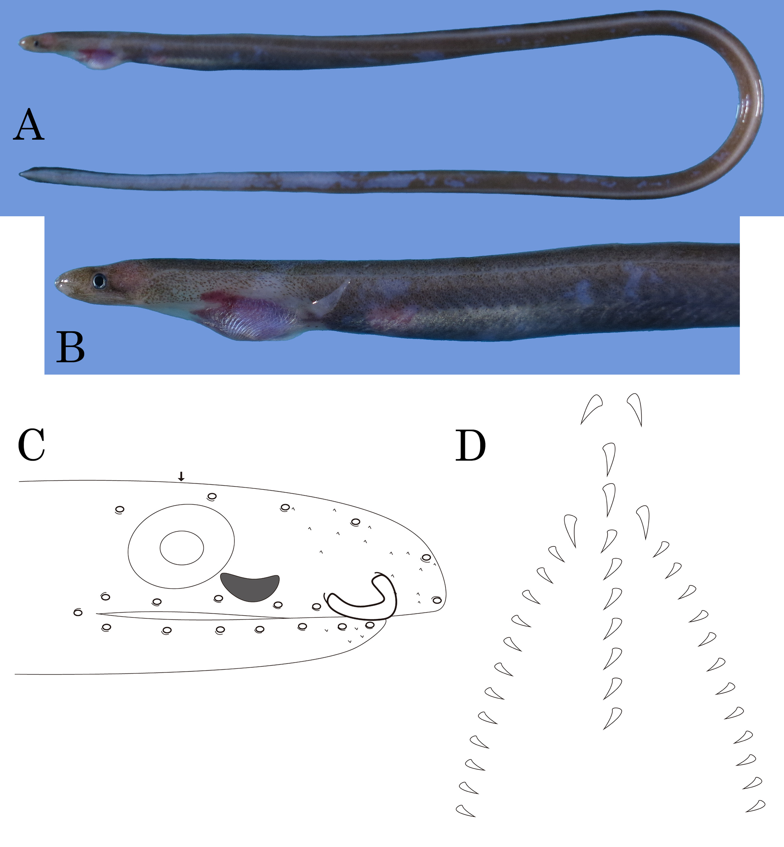ภาพ ปลา daedalus (Neenchelys daedalus)
