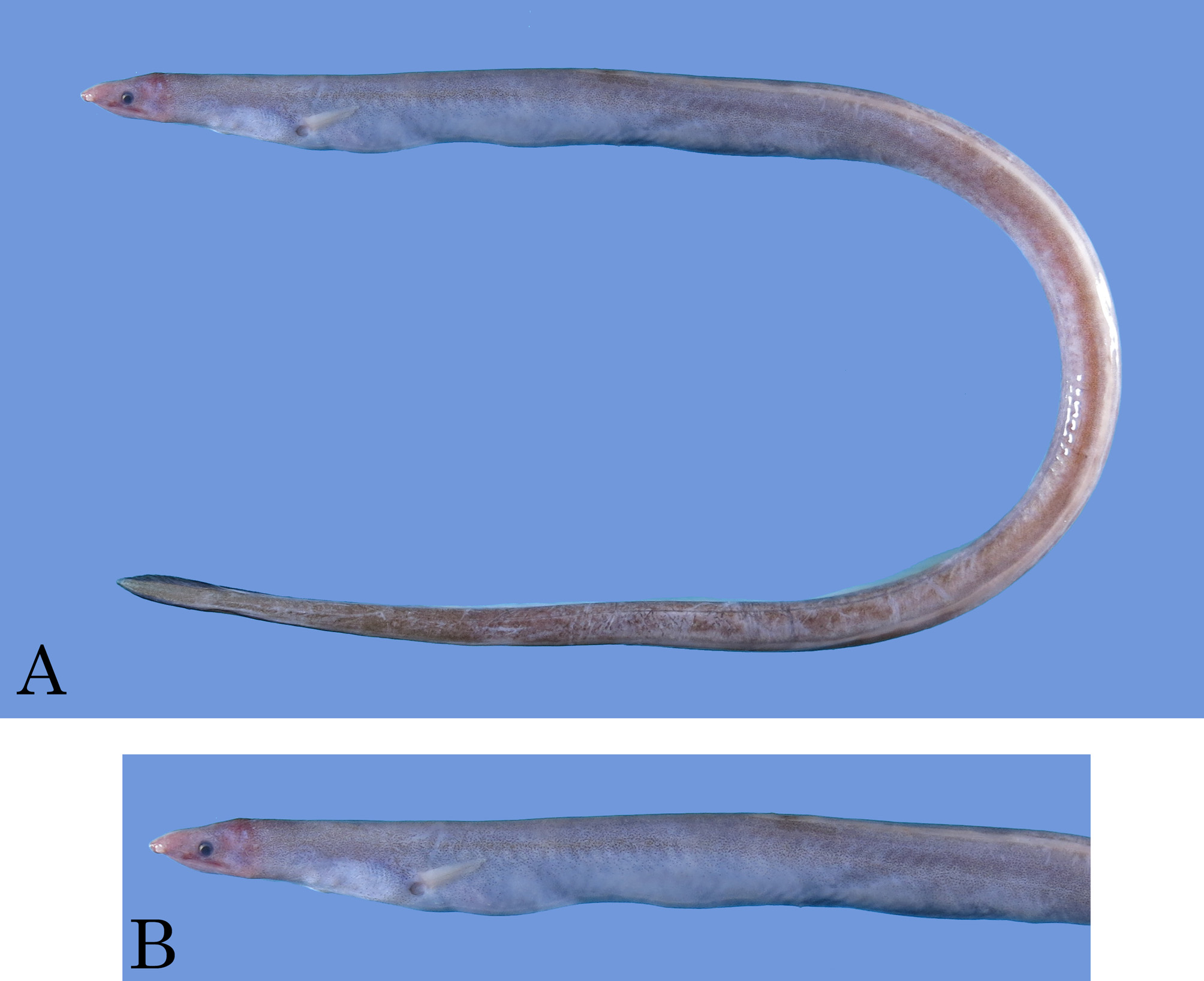 ภาพ ปลา diaphora (Neenchelys diaphora)