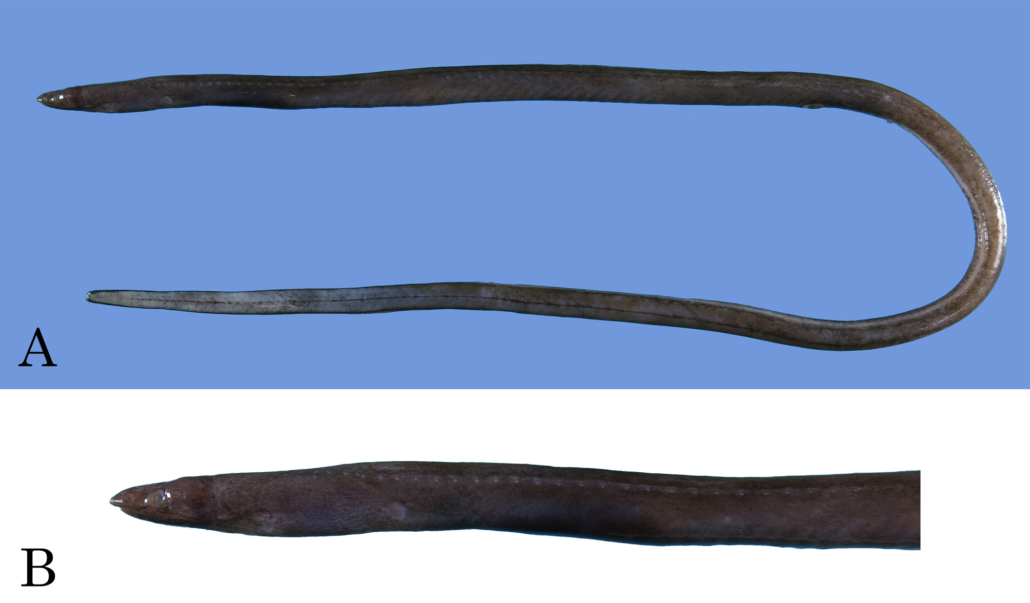 ภาพ ปลา gracilis (Neenchelys gracilis)