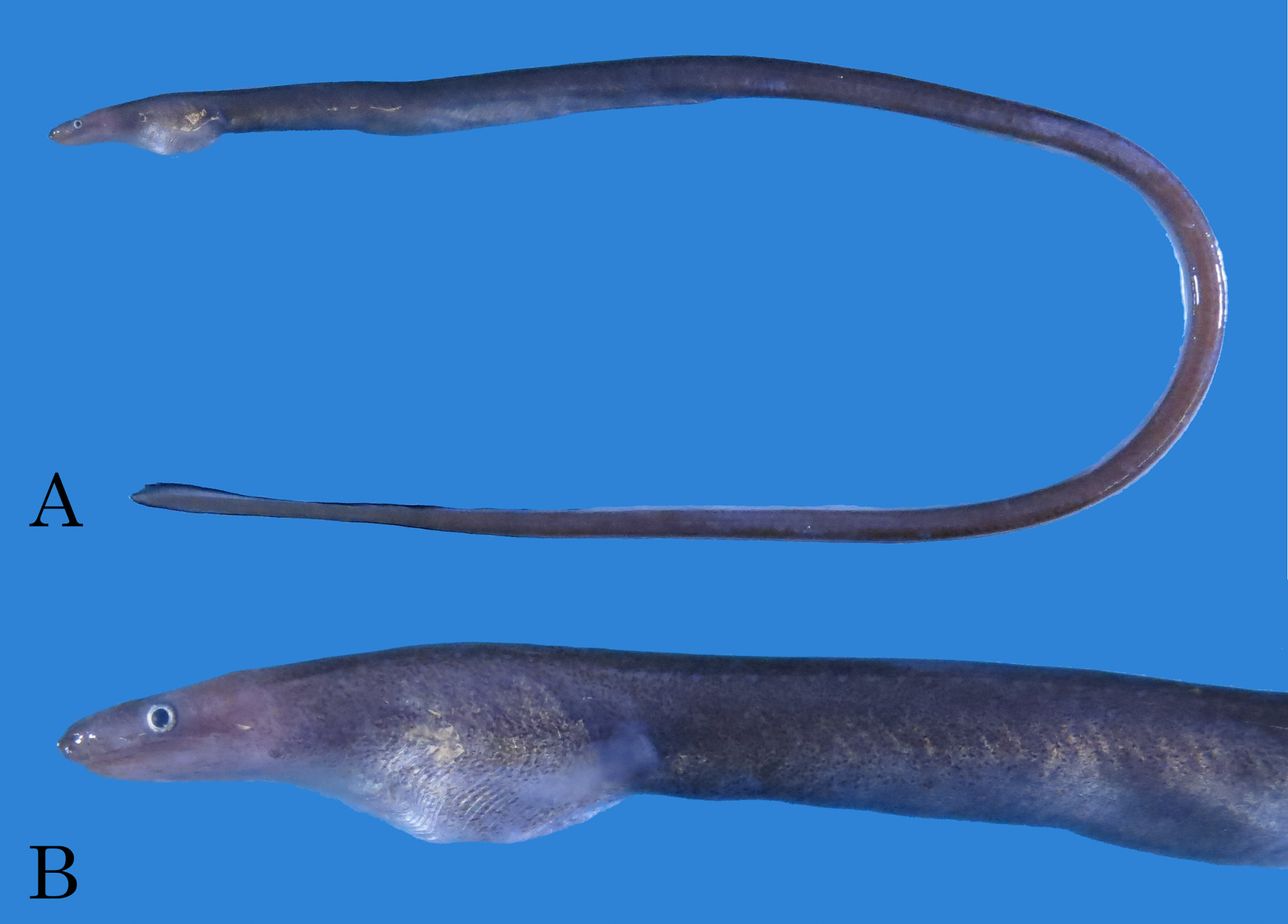 ภาพ ปลา similis (Neenchelys similis)