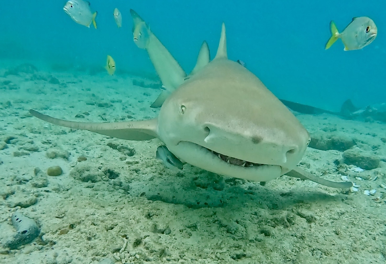 ภาพ ปลา acutidens (Negaprion acutidens)