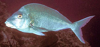 ภาพ ปลา douglasii (Nemadactylus douglasii)