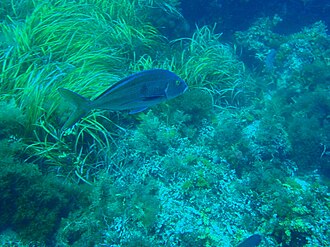 ภาพ ปลา valenciennesi (Nemadactylus valenciennesi)