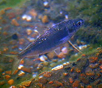 ภาพ ปลา erebi (Nematalosa erebi)