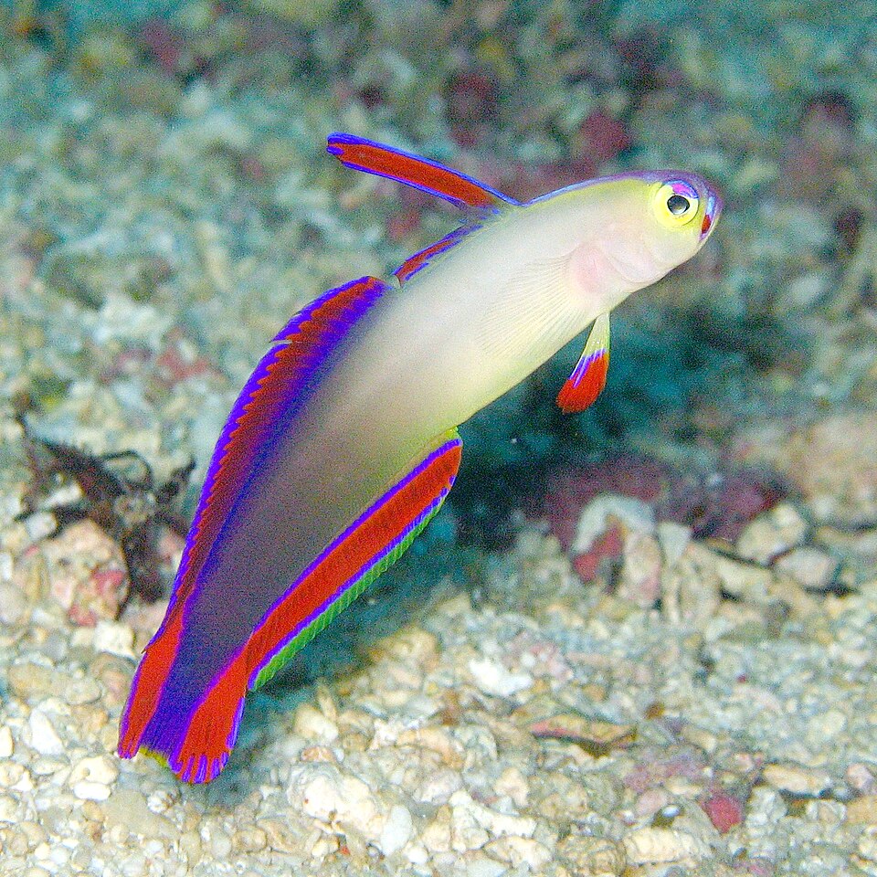 ภาพ ปลาบู่ไฟม่วง (Nemateleotris decora)