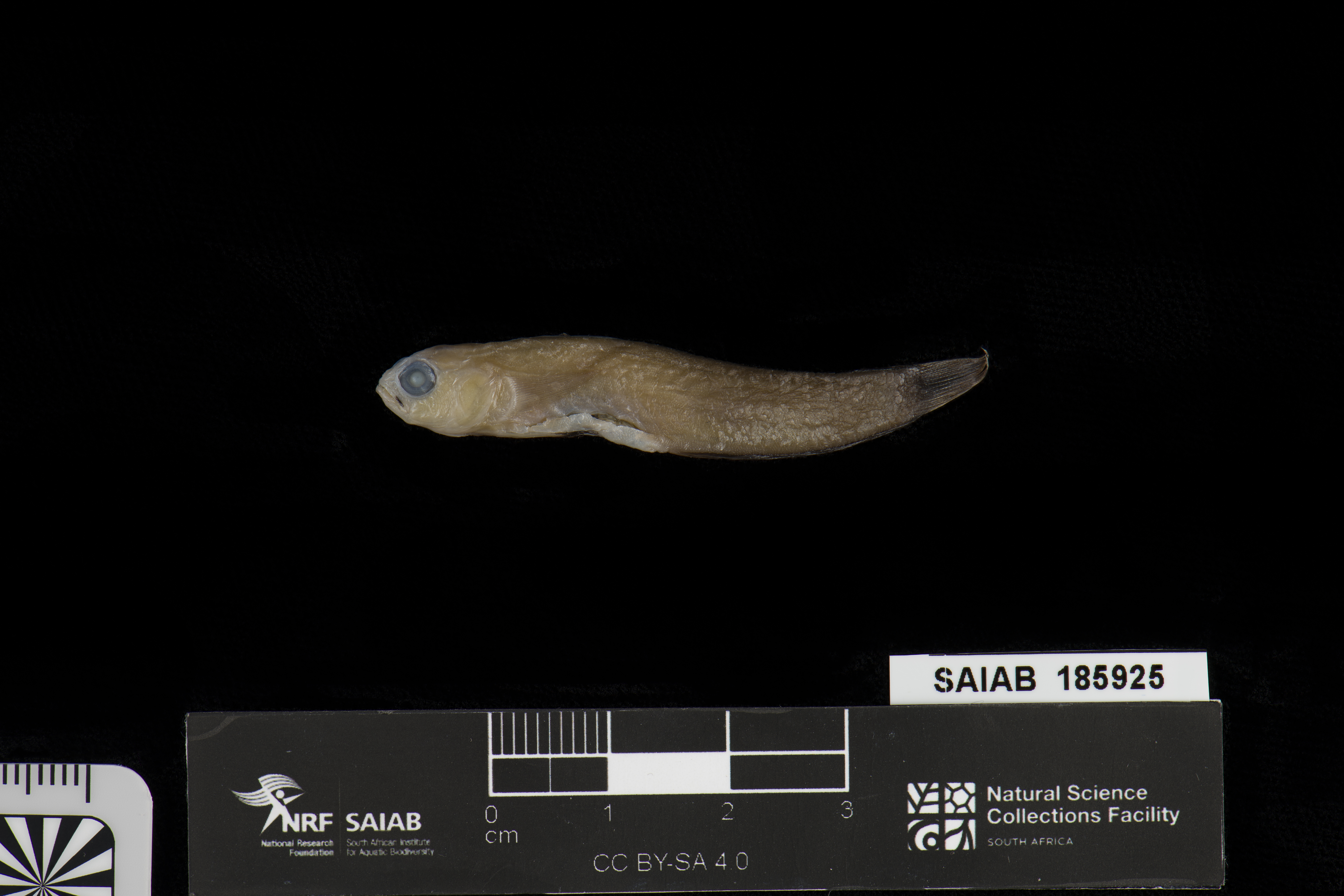 ภาพ ปลาบู่ไฟ exquisita (Nemateleotris exquisita)