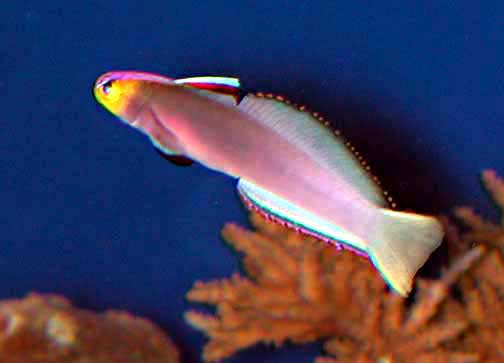 ภาพ ปลาบู่ไฟเฮลฟริช (Nemateleotris helfrichi)
