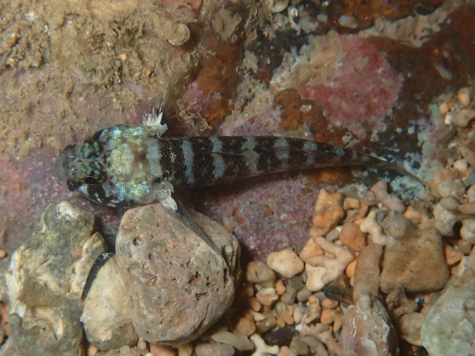ภาพ ปลาบู่ brachynemus (Nematogobius brachynemus)