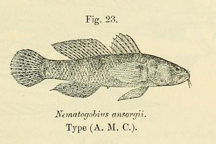ภาพ ปลาบู่ maindroni (Nematogobius maindroni)