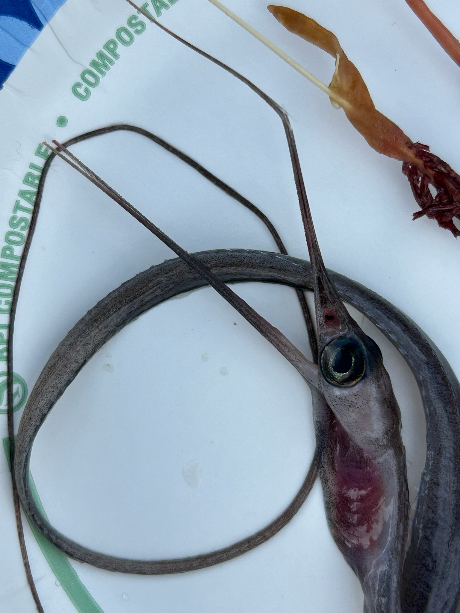 ภาพ ปลา scolopaceus (Nemichthys scolopaceus)