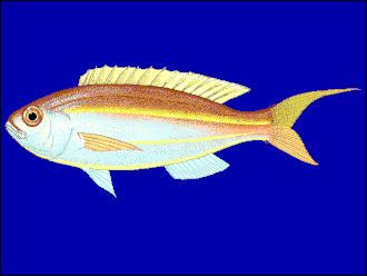 ภาพ ปลา bathybius (Nemipterus bathybius)