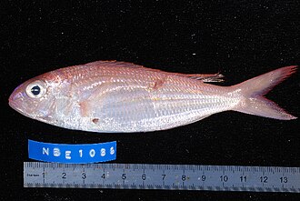 ภาพ ปลา bipunctatus (Nemipterus bipunctatus)