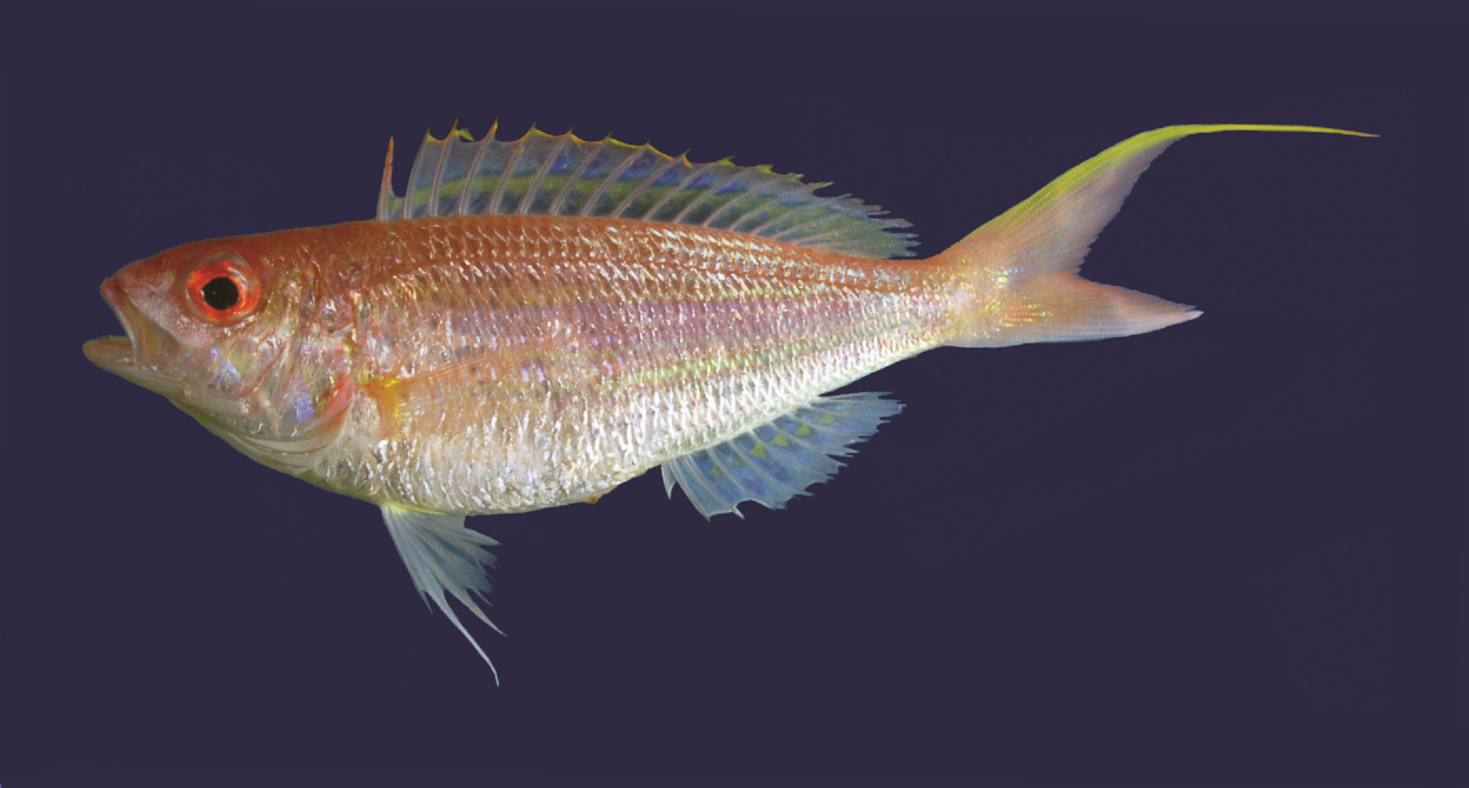 ภาพ ปลา elaine (Nemipterus elaine)