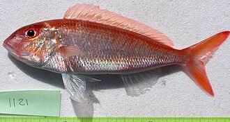 ภาพ ปลา furcosus (Nemipterus furcosus)