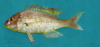 ภาพ ปลา japonicus (Nemipterus japonicus)