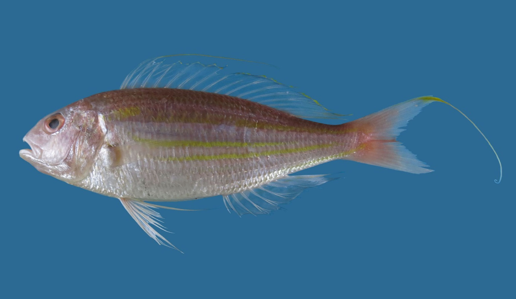 ภาพ ปลา nematophorus (Nemipterus nematophorus)