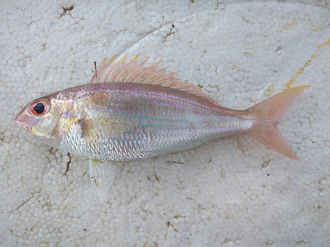 ภาพ ปลา peronii (Nemipterus peronii)