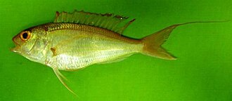 ภาพ ปลา randalli (Nemipterus randalli)