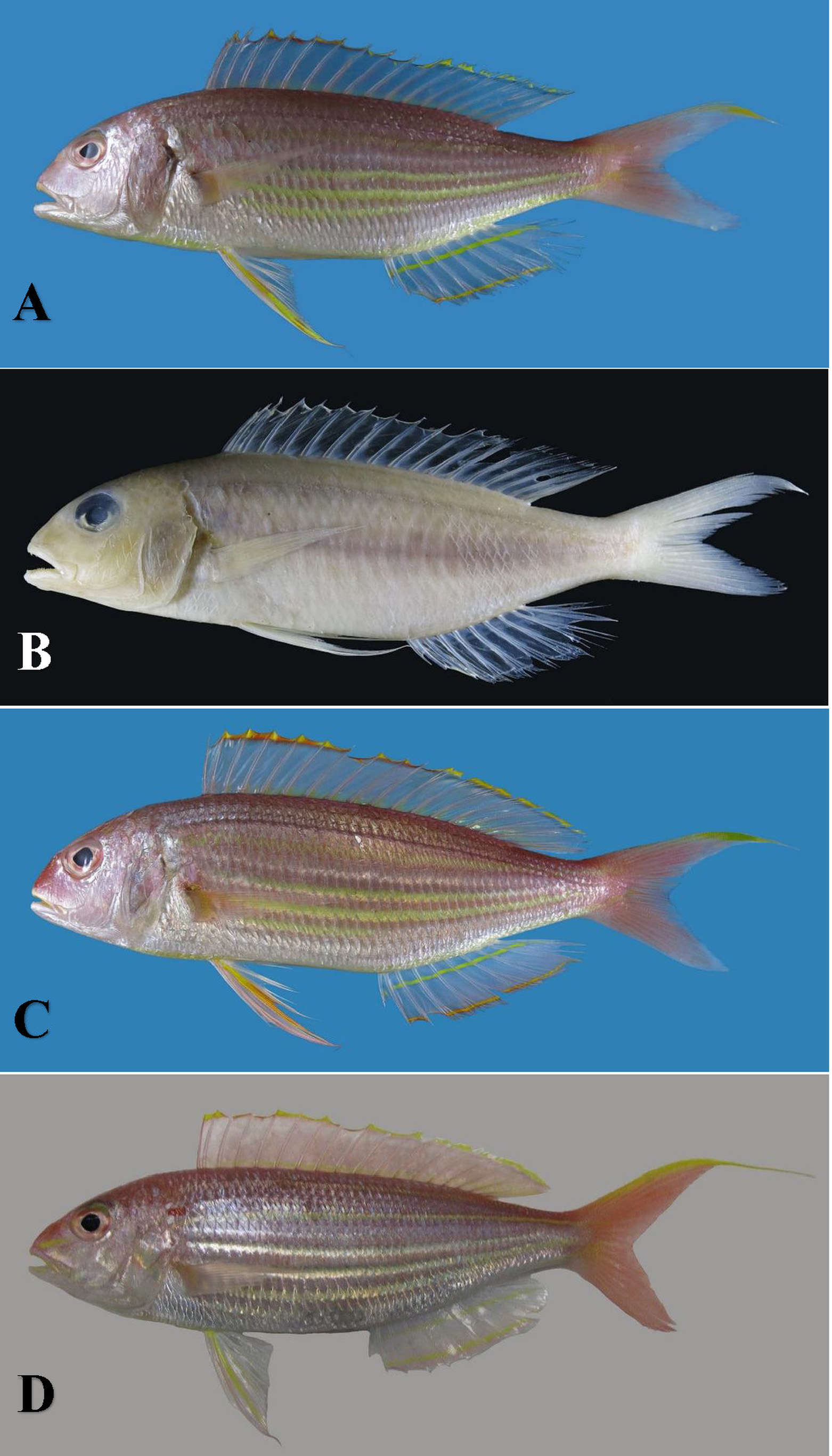 ภาพ ปลา sugillatus (Nemipterus sugillatus)