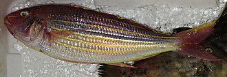 ภาพ ปลา tambuloides (Nemipterus tambuloides)