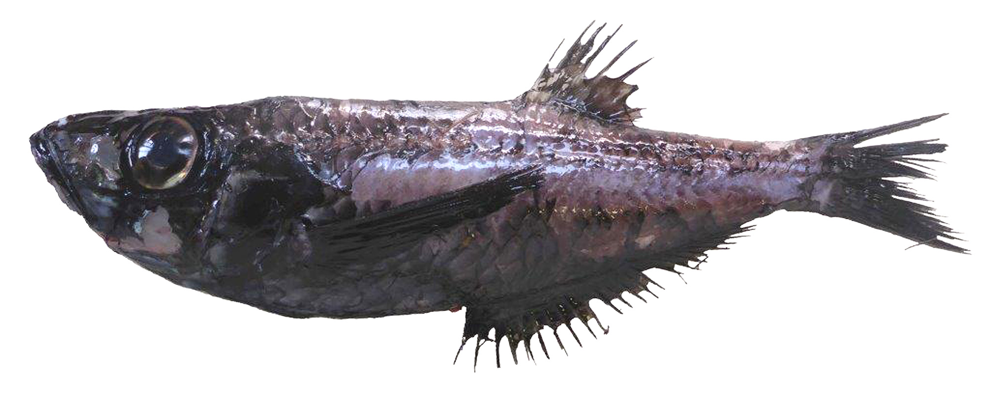 ภาพ ปลา melanoptera (Neobathyclupea melanoptera)