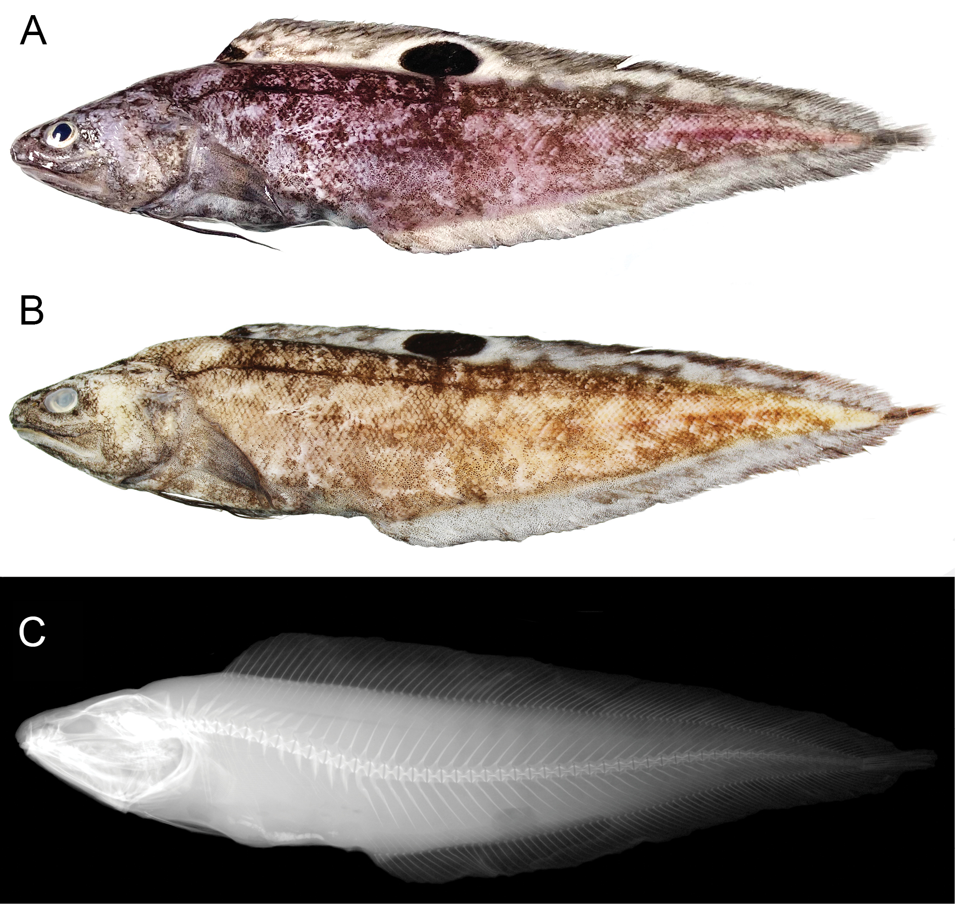 ภาพ ปลา australiensis (Neobythites australiensis)
