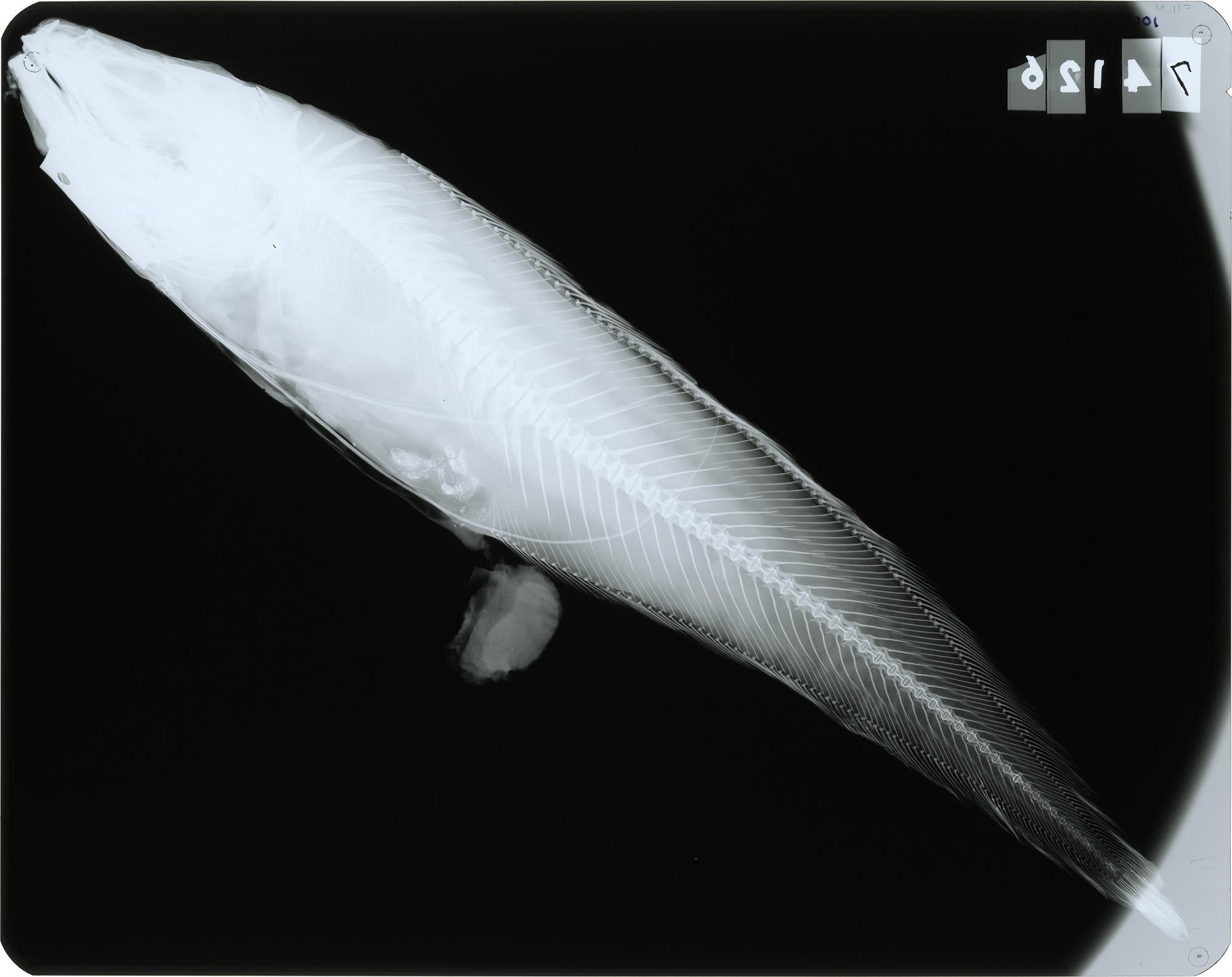 ภาพ ปลา longipes (Neobythites longipes)