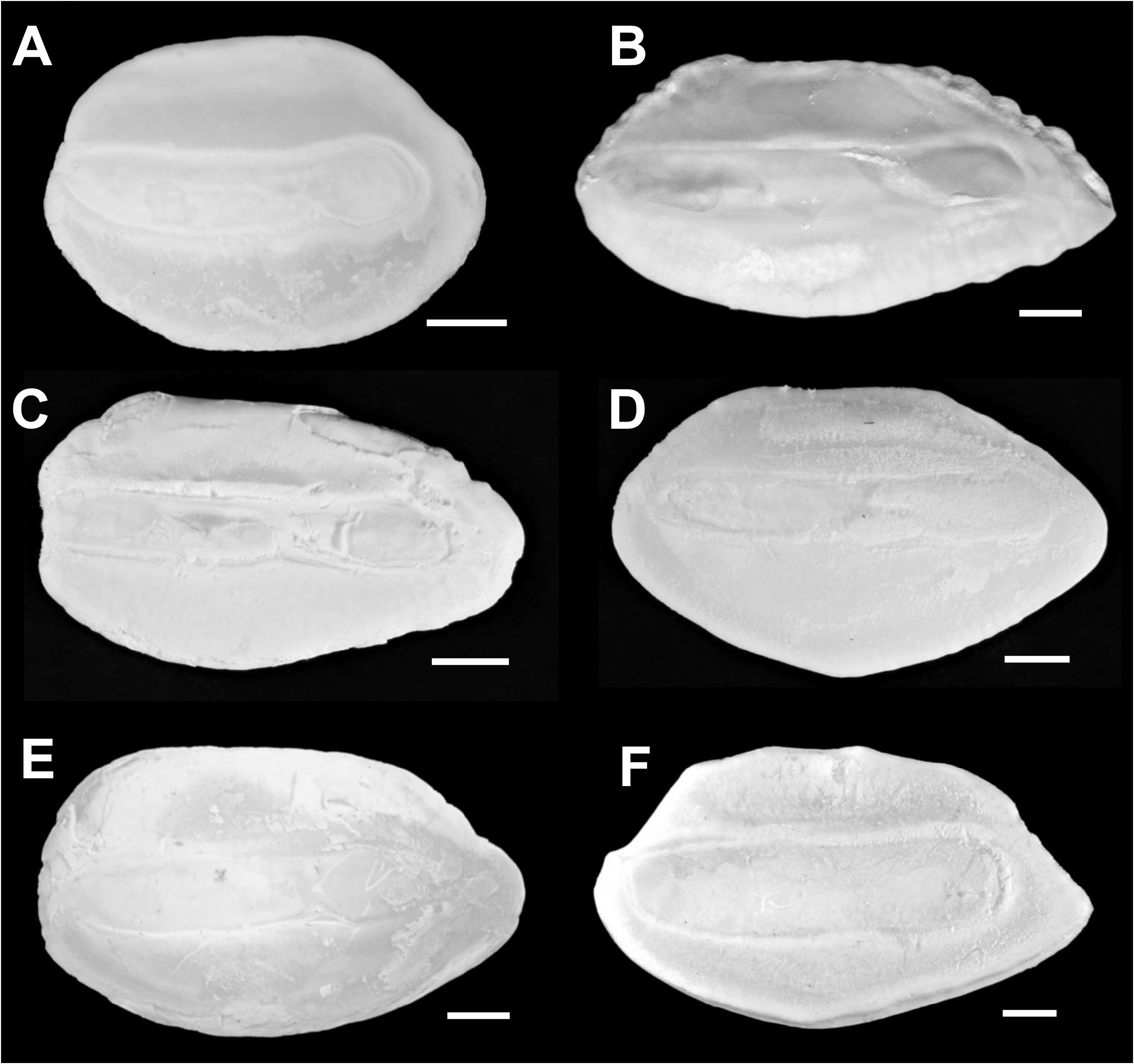 ภาพ ปลา monocellatus (Neobythites monocellatus)