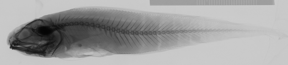 ภาพ ปลา multiocellatus (Neobythites multiocellatus)