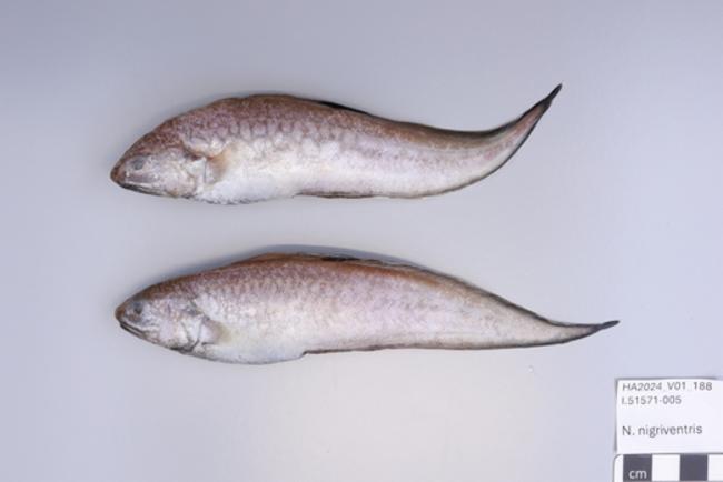 ภาพ ปลา nigriventris (Neobythites nigriventris)