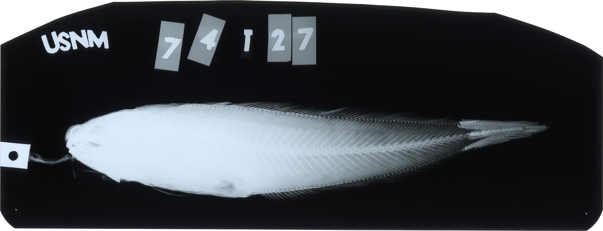 ภาพ ปลา unimaculatus (Neobythites unimaculatus)