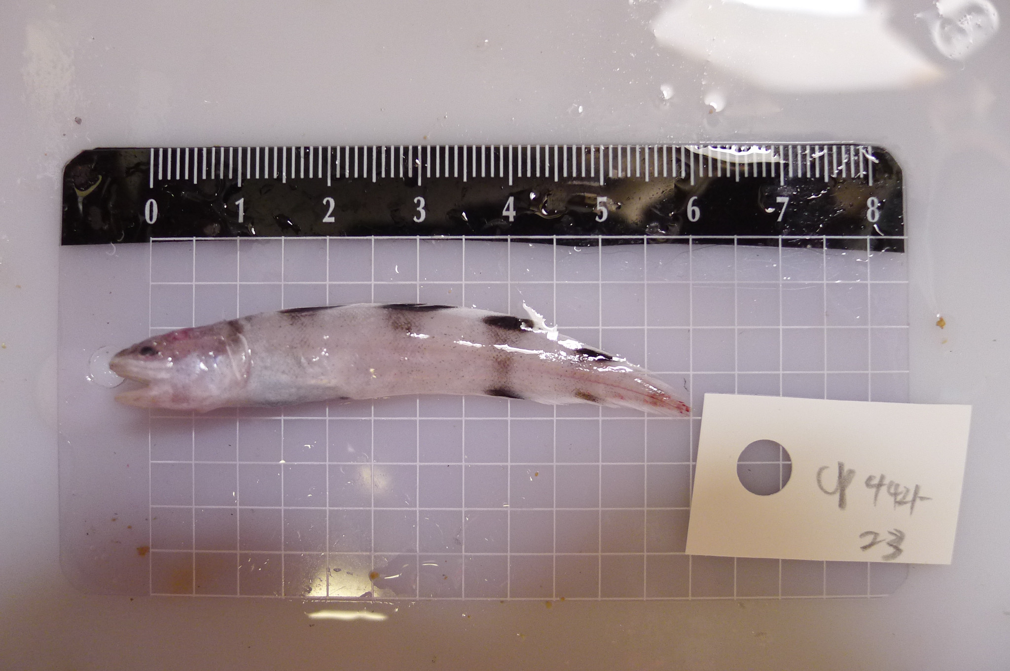ภาพ ปลา zonatus (Neobythites zonatus)