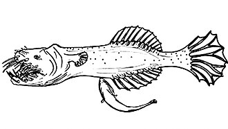 ภาพ ปลา spinifer (Neoceratias spinifer)