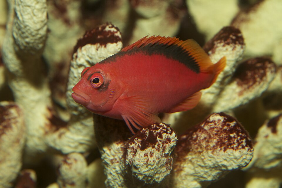 ภาพ ปลาเหยี่ยวแดงปะการัง (Neocirrhites armatus)
